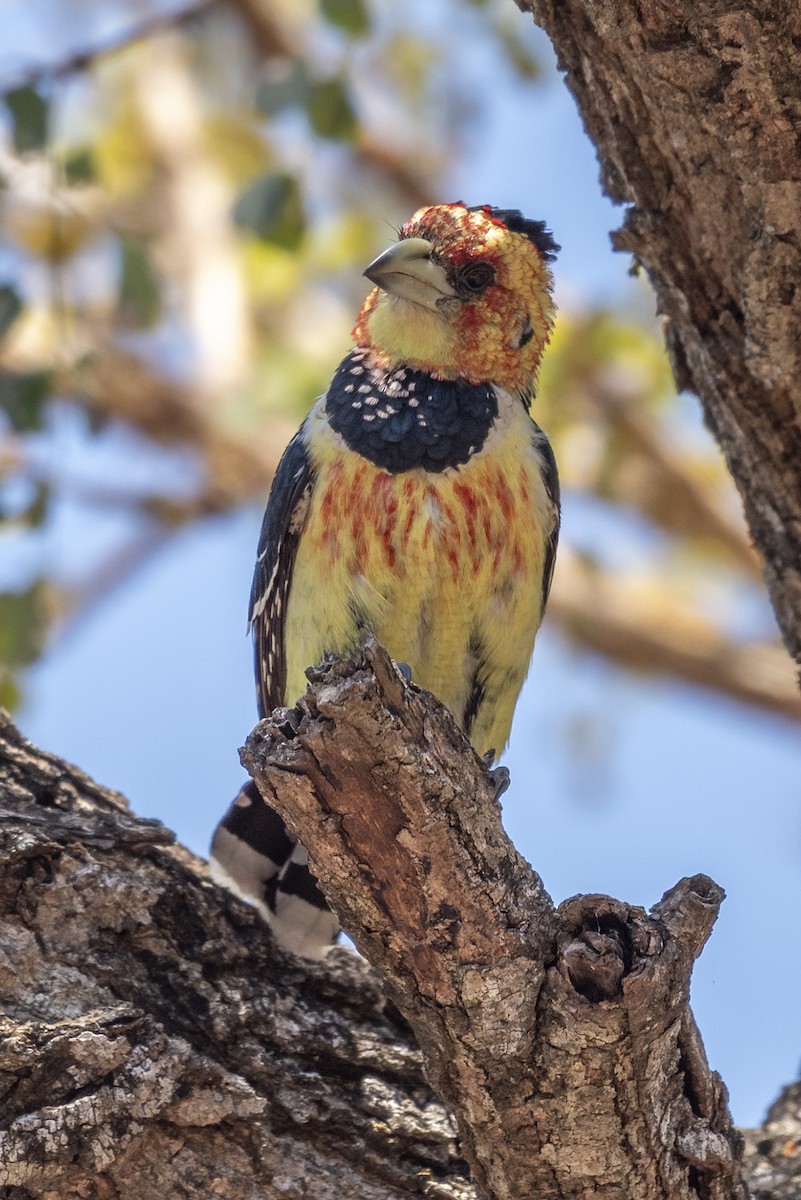 Crested Barbet - ML646412673