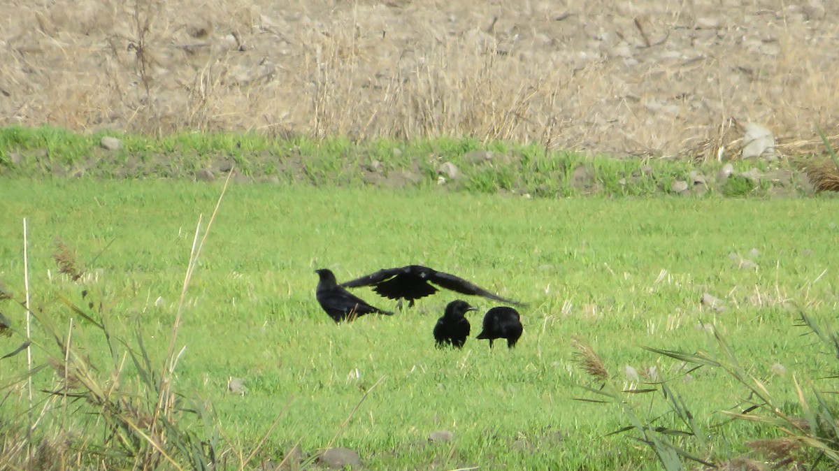 Carrion Crow - ML646412675