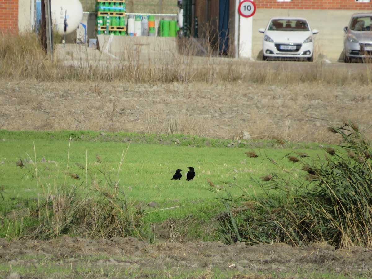 Carrion Crow - ML646412676