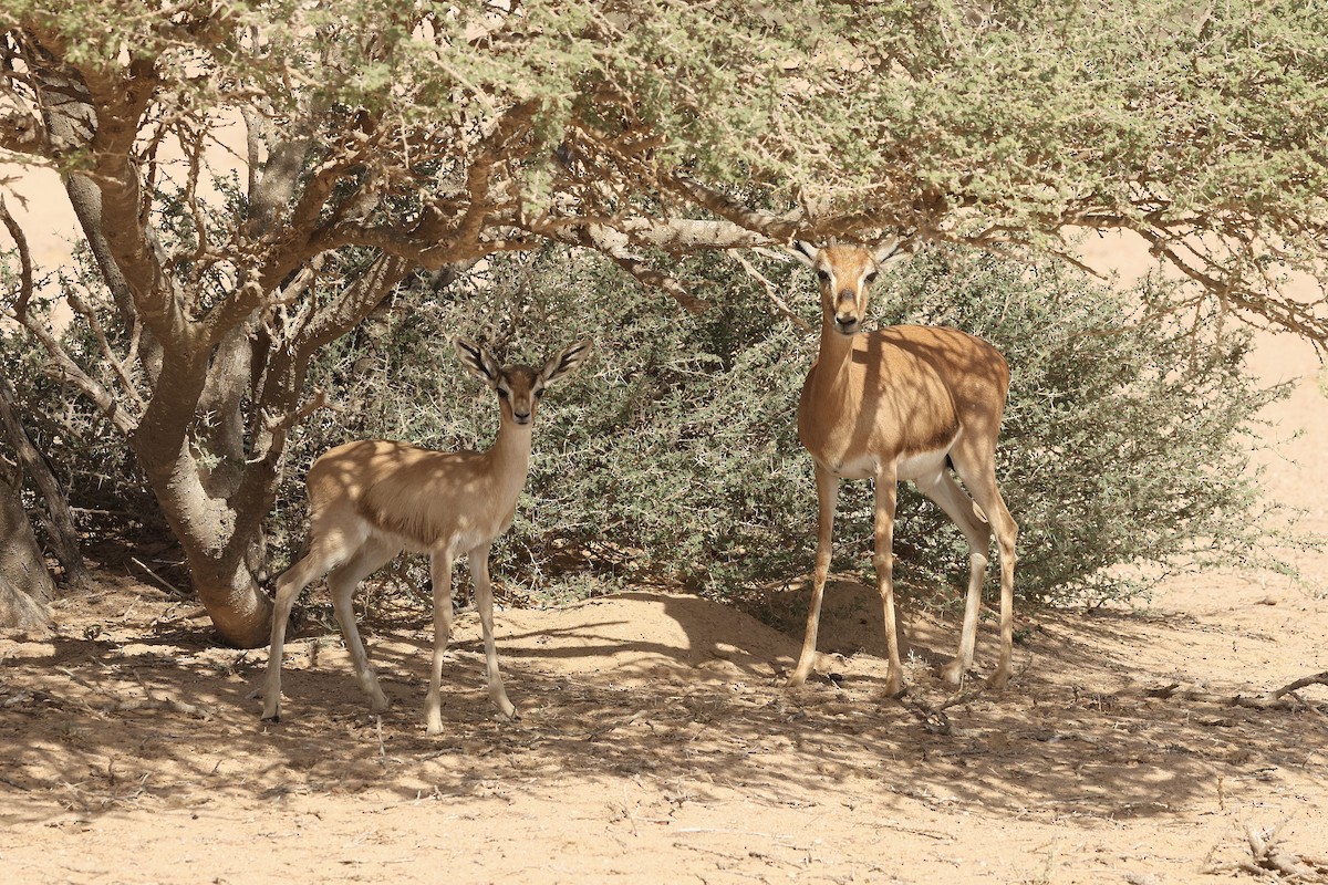 Sand Gazelle - ML646412679