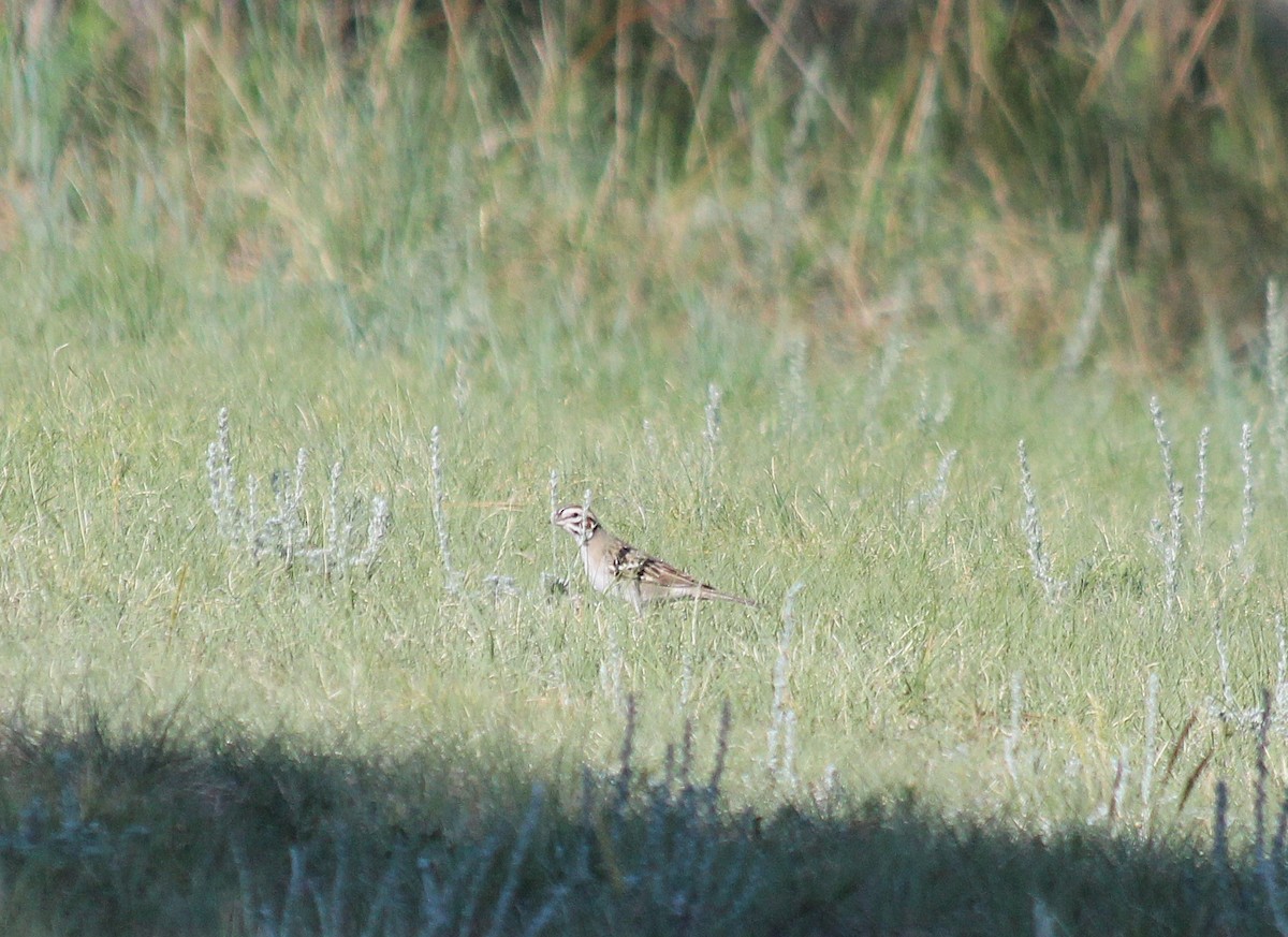 ヒバリヒメドリ - ML646412688