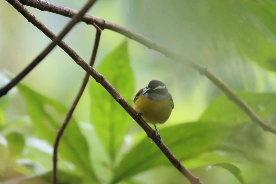 Bananaquit - ML646412693