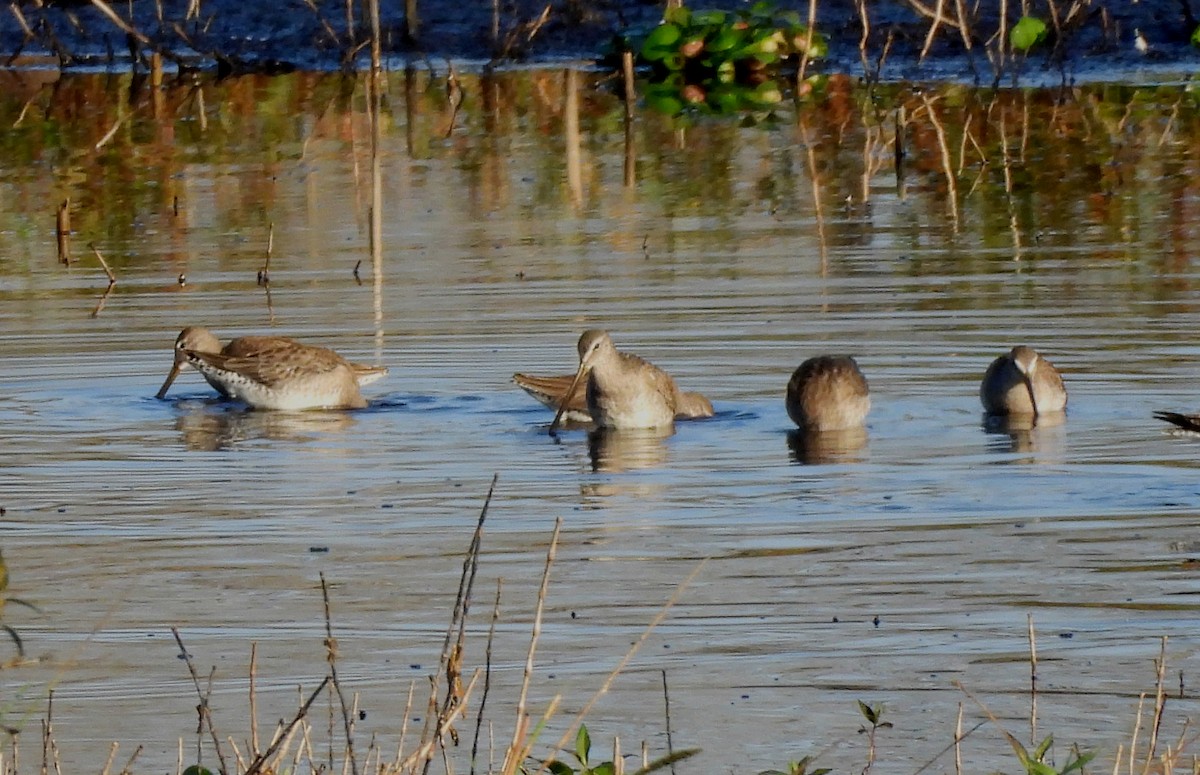 slukovec dlouhozobý - ML646412694
