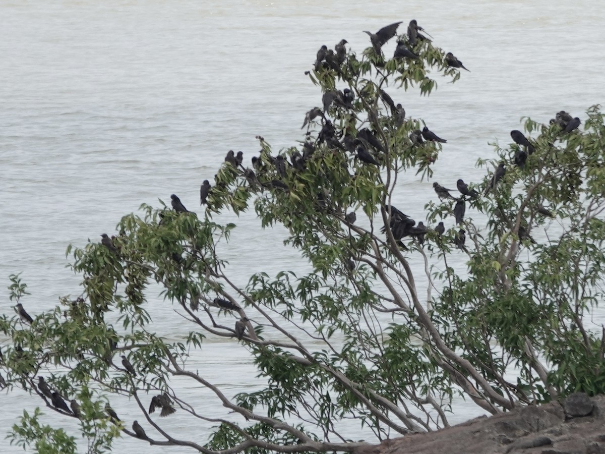 Elai purpura - ML646412695