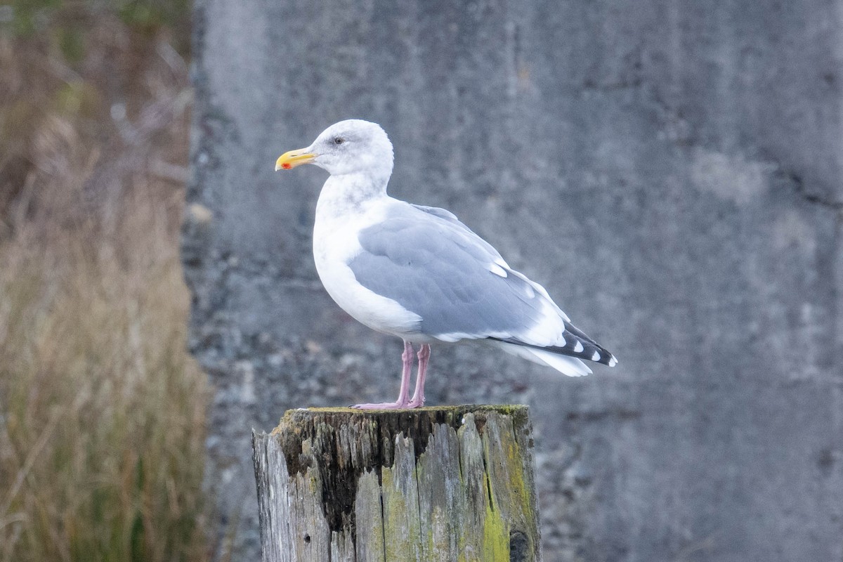 American Herring Gull - ML646412696