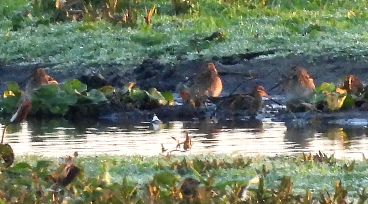 bekasina severoamerická - ML646412697