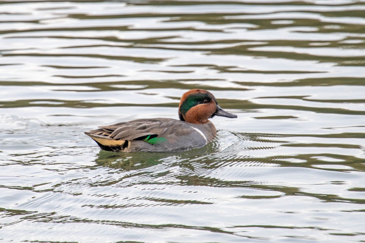 Green-winged Teal - ML646412701