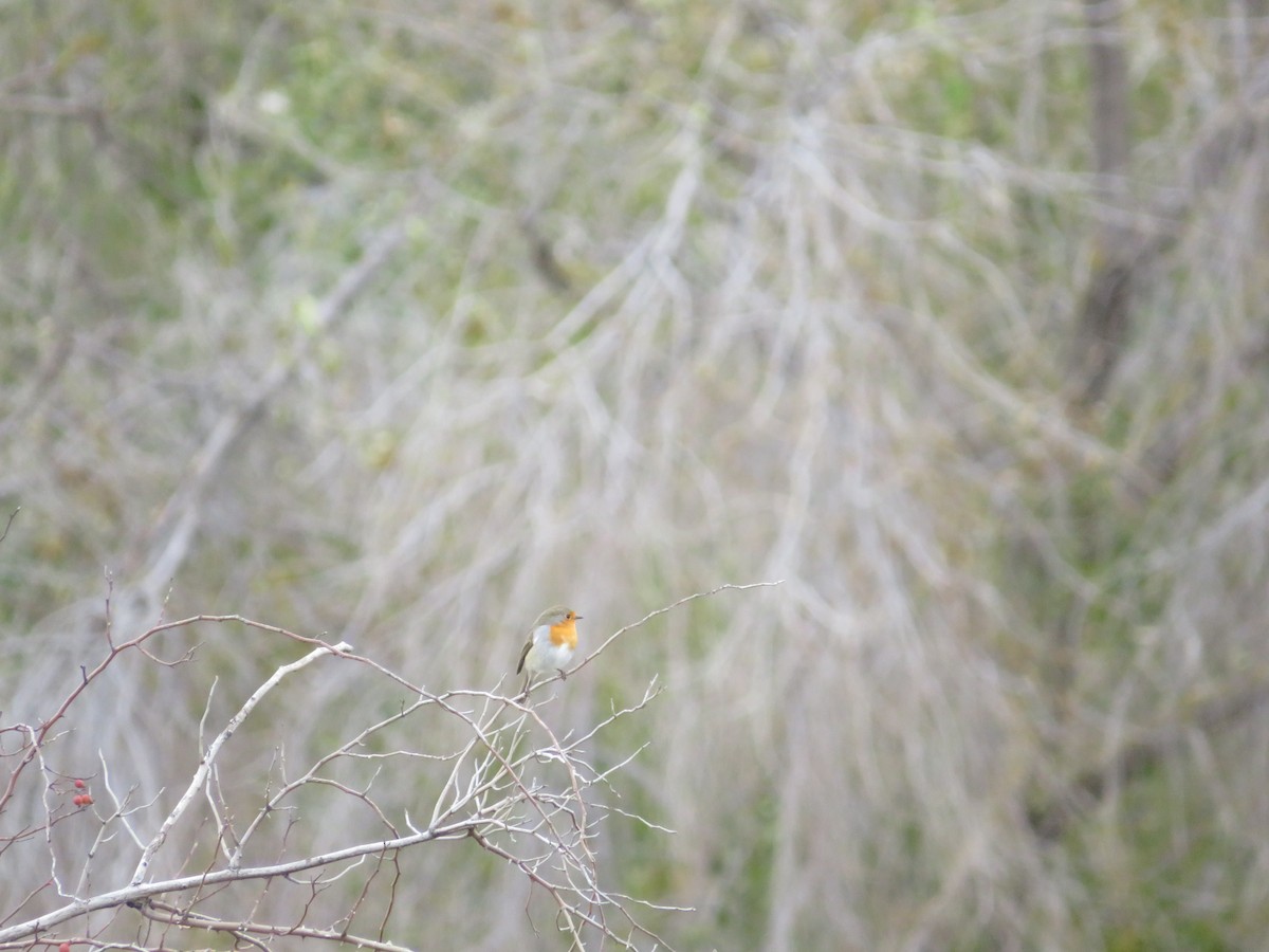 European Robin - ML646412702