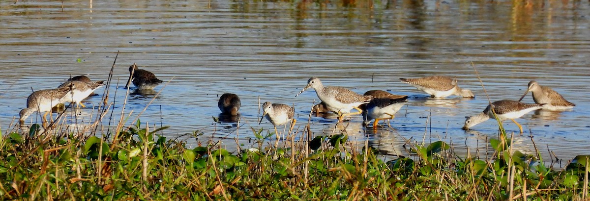 vodouš velký - ML646412704