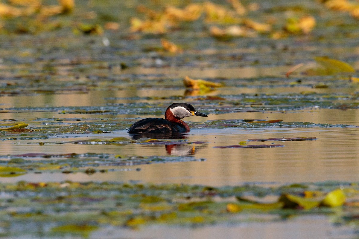 Пірникоза сірощока - ML646412721