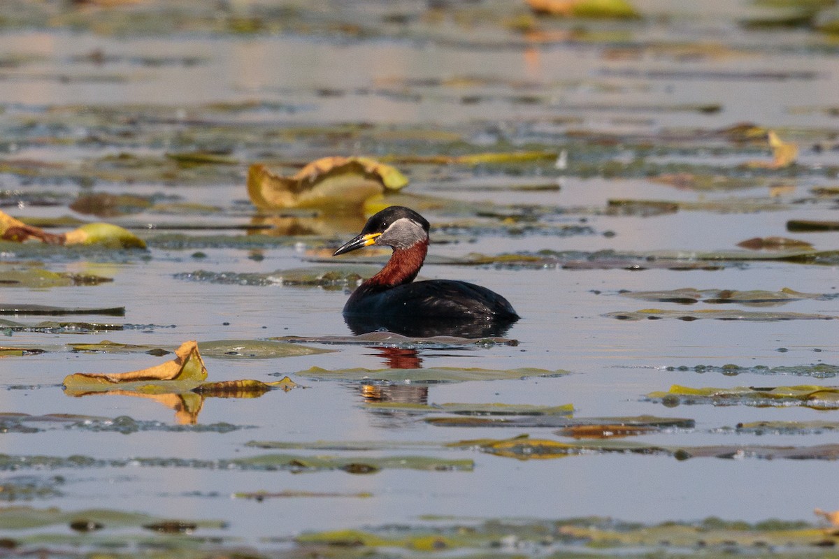 Пірникоза сірощока - ML646412722