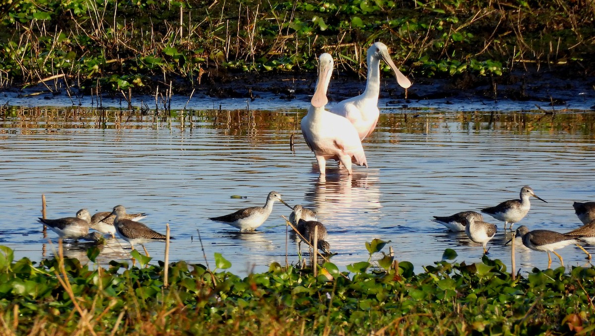 kolpík růžový - ML646412730