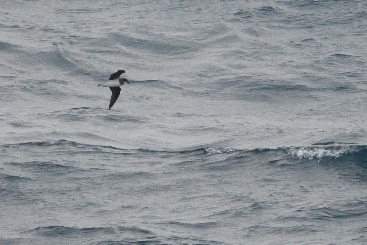 Soft-plumaged Petrel - ML646412731