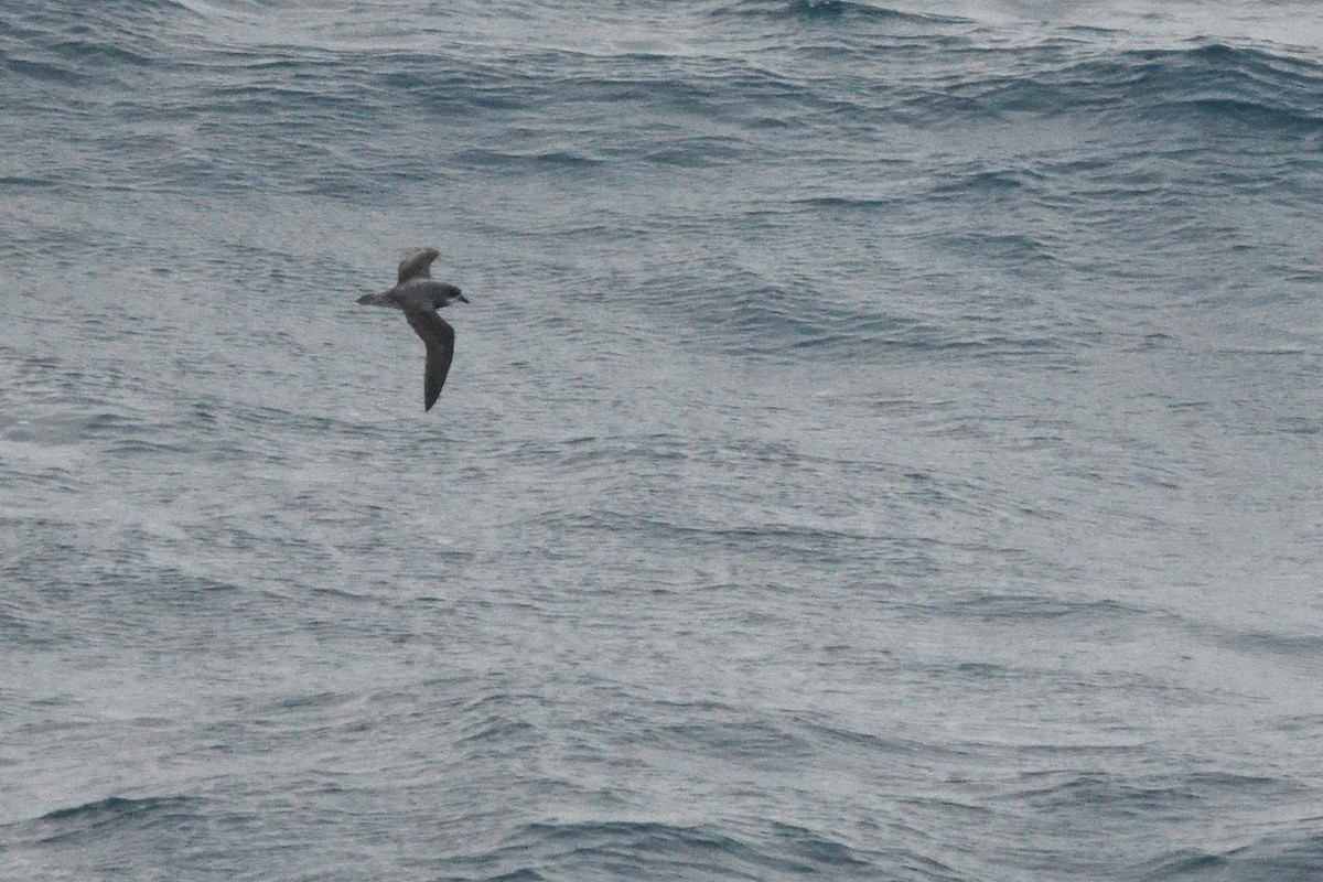 Soft-plumaged Petrel - ML646412732