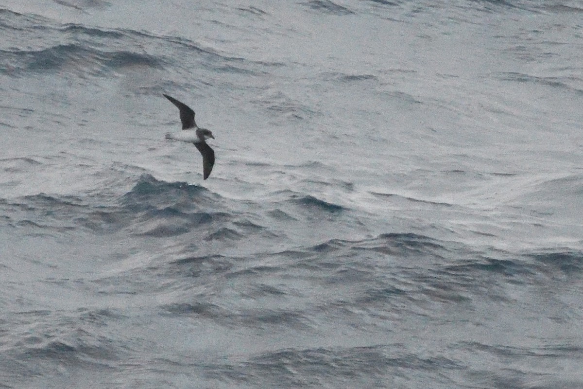 Soft-plumaged Petrel - ML646412733