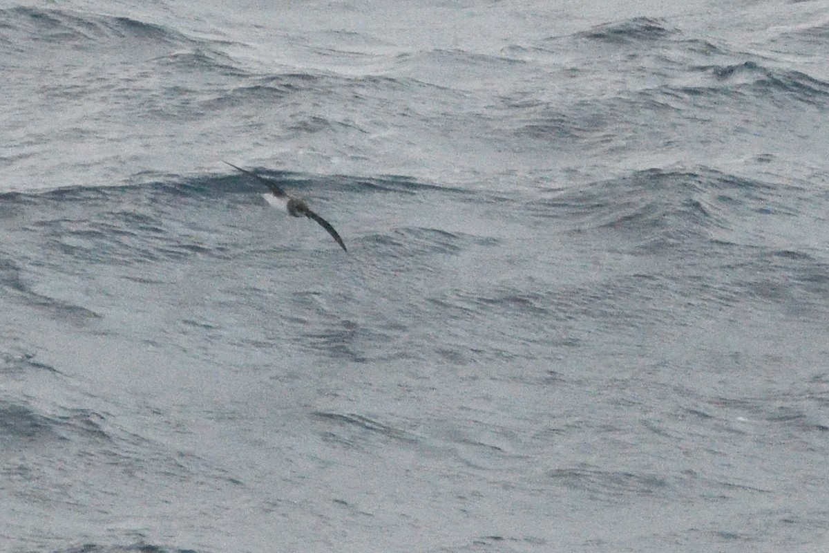 Soft-plumaged Petrel - ML646412734