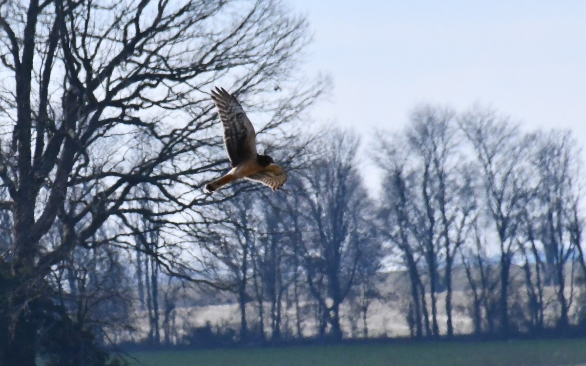 moták severoamerický - ML646412740