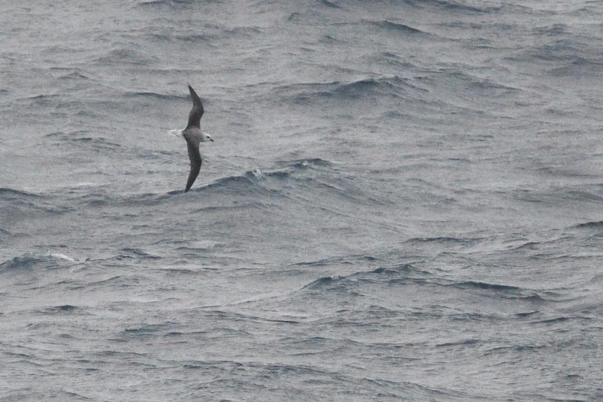 White-headed Petrel - ML646412741