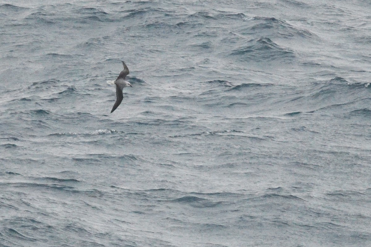White-headed Petrel - ML646412742