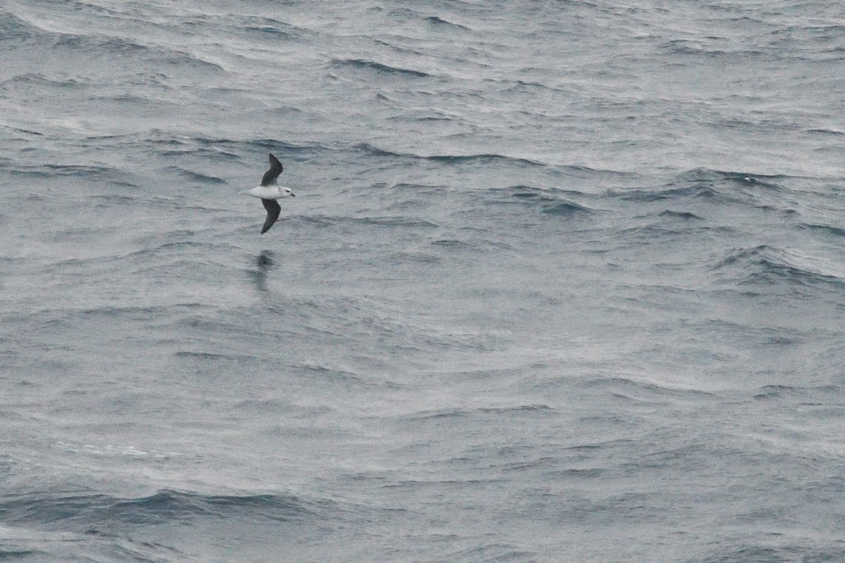 White-headed Petrel - ML646412743