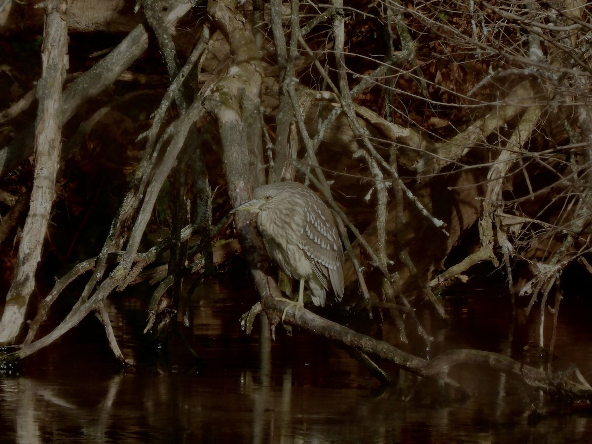 Black-crowned Night Heron - ML646412744