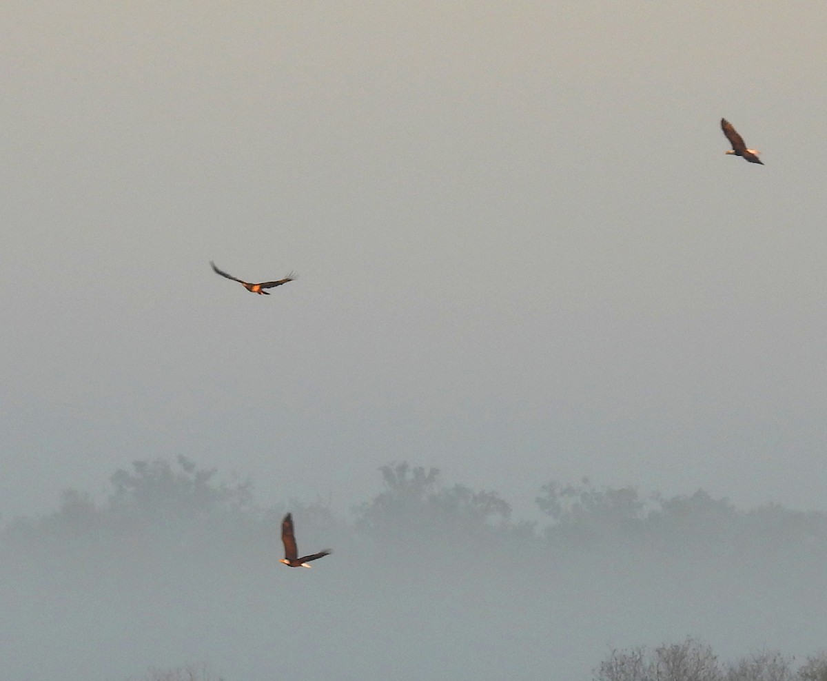 Bald Eagle - ML646412748