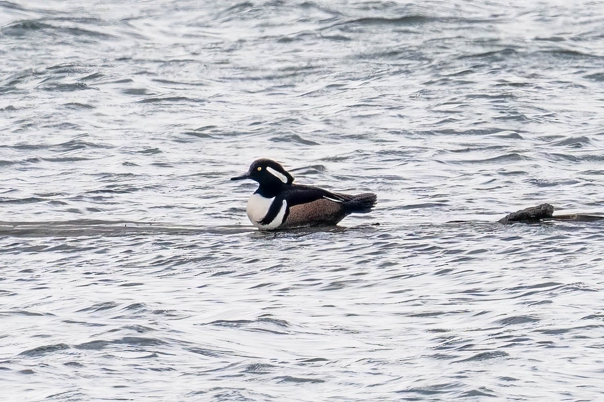Hooded Merganser - ML646412749