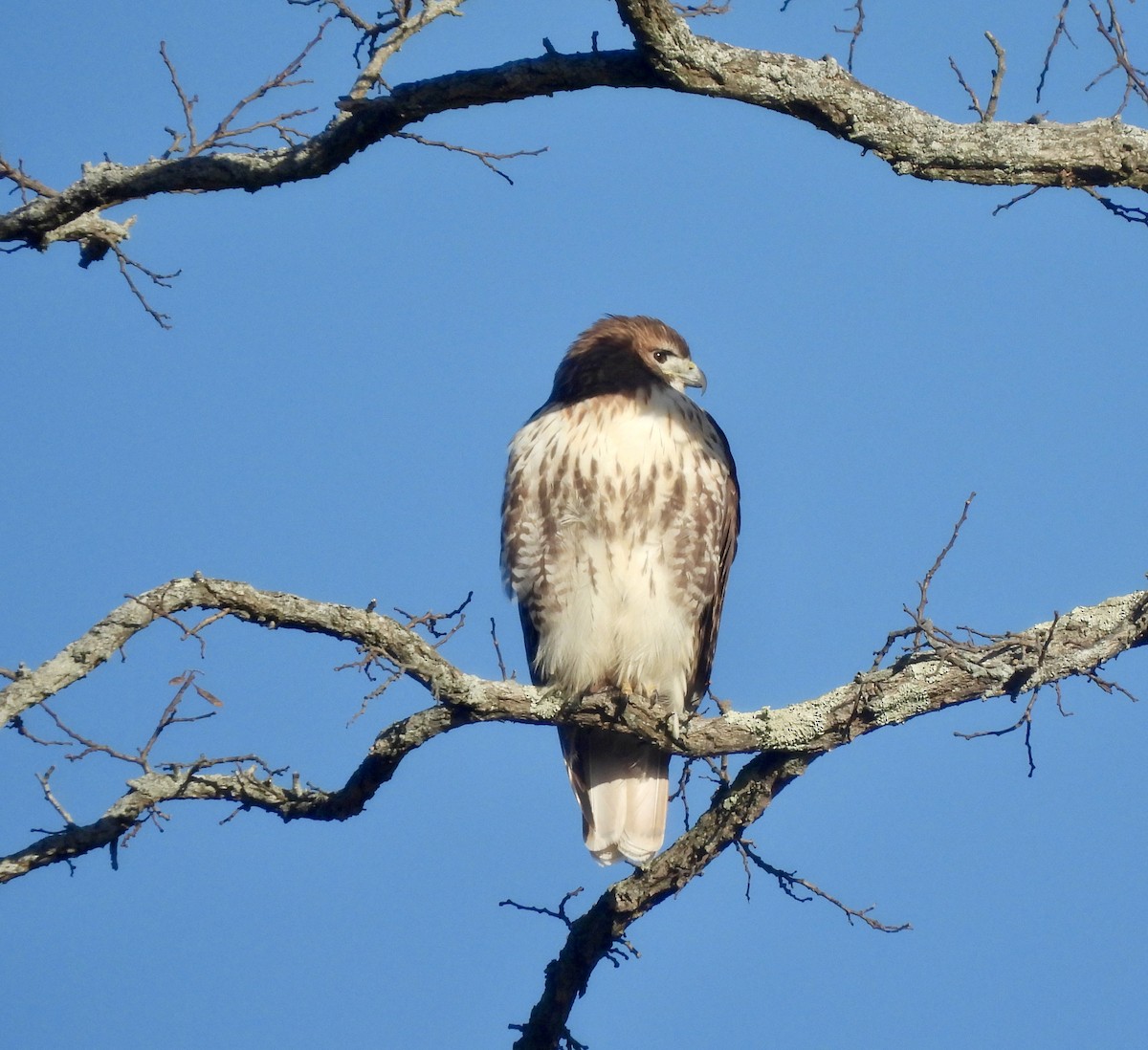 Red-tailed Hawk - ML646412750