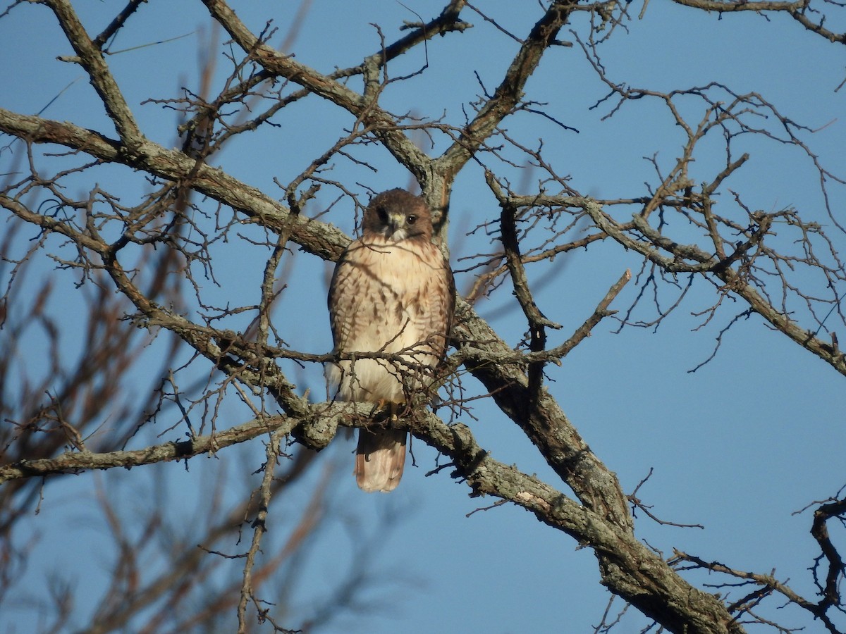 Red-tailed Hawk - ML646412751