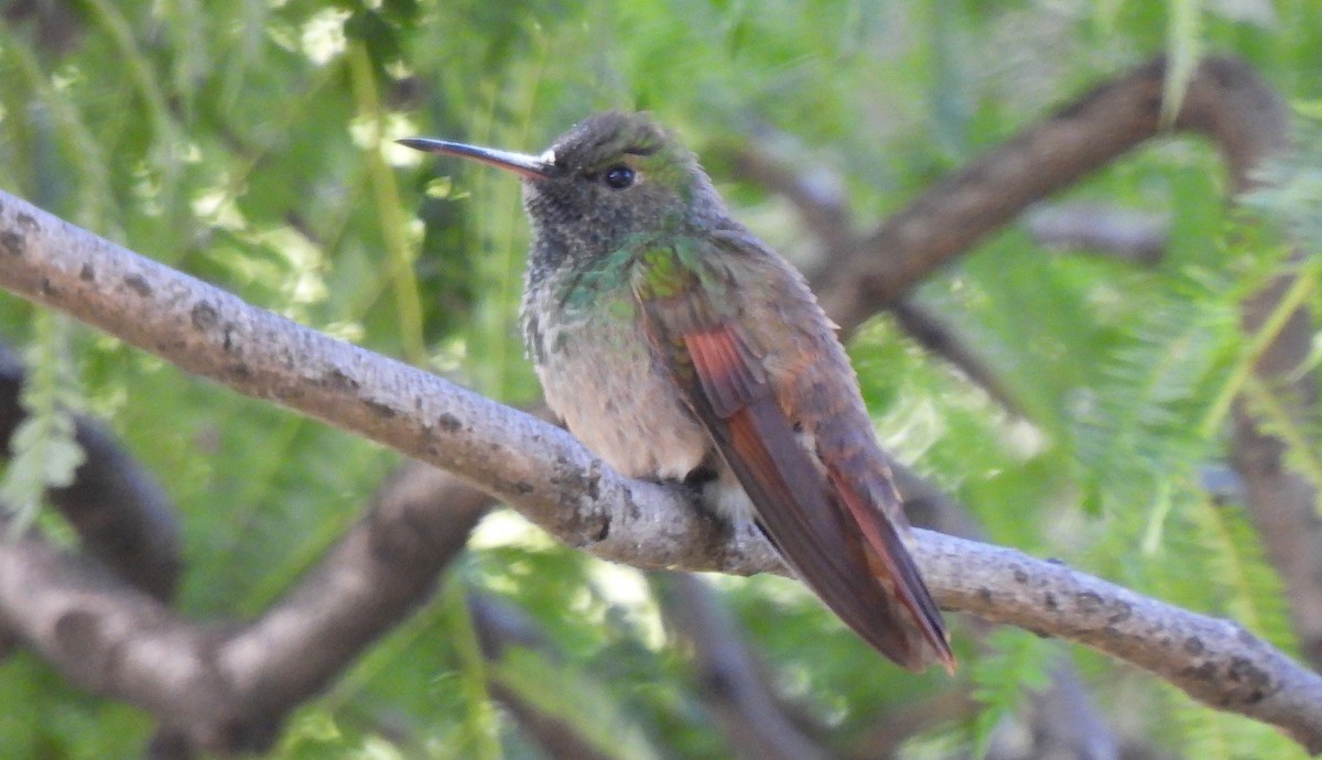 Berylline Hummingbird - ML646412752
