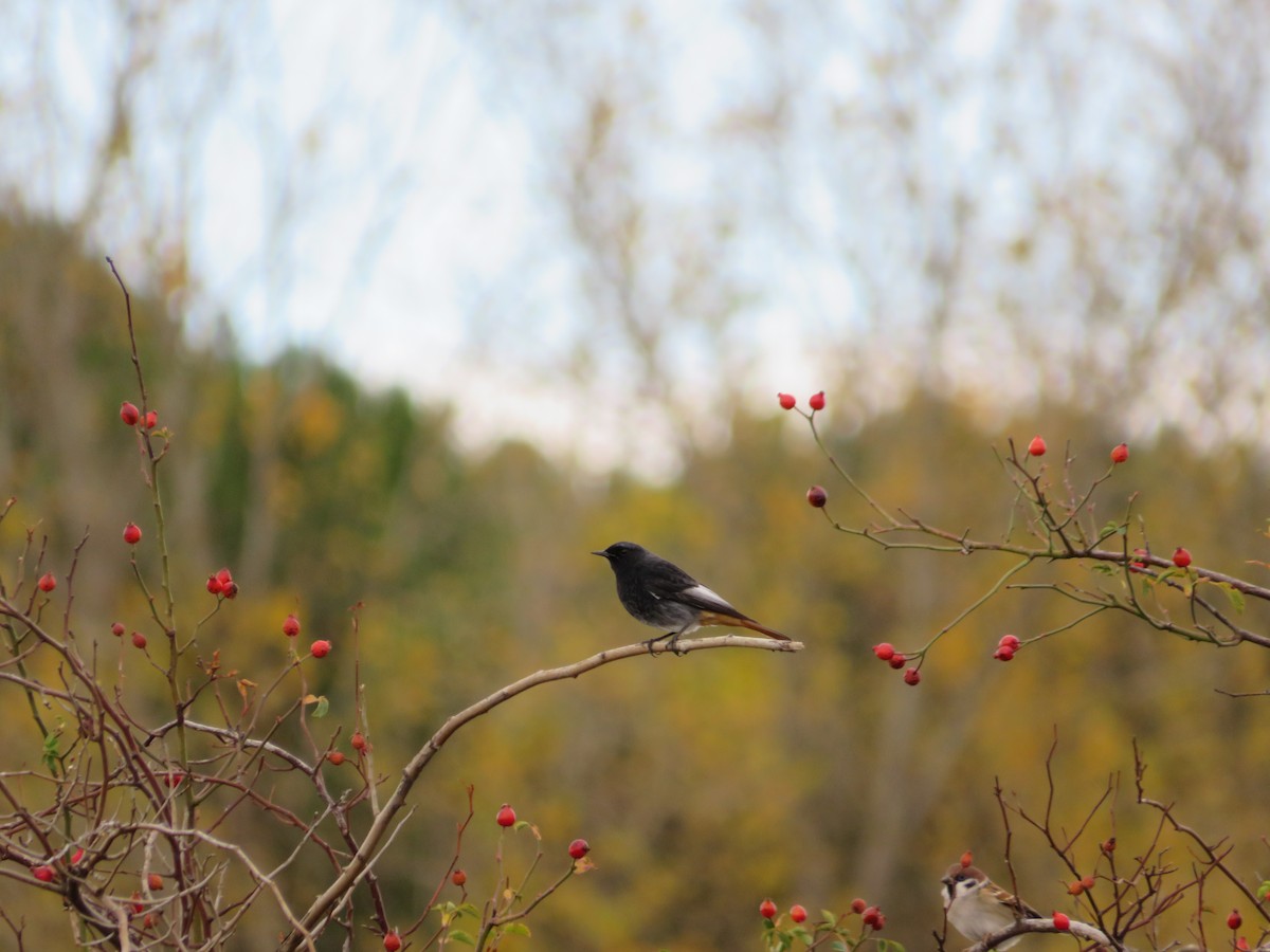 Black Redstart - ML646412754