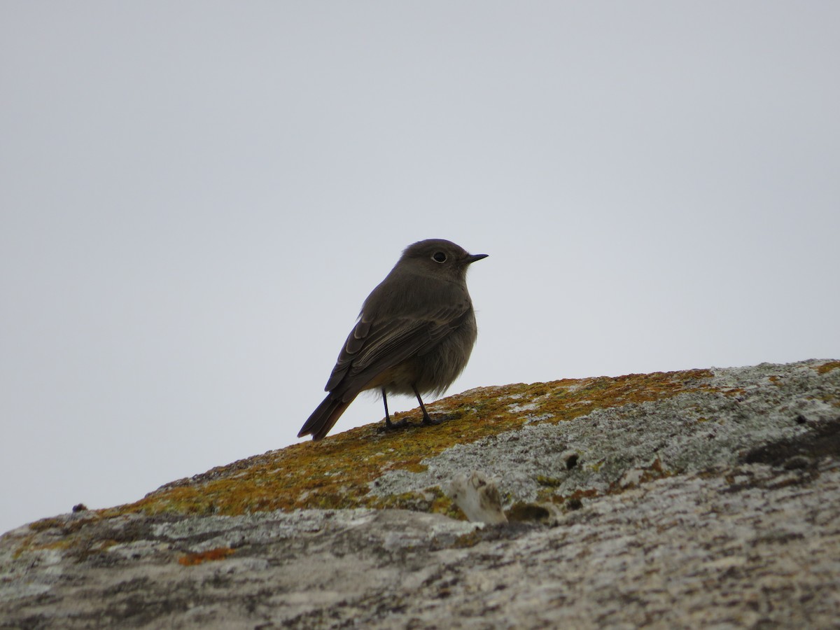 Black Redstart - ML646412755