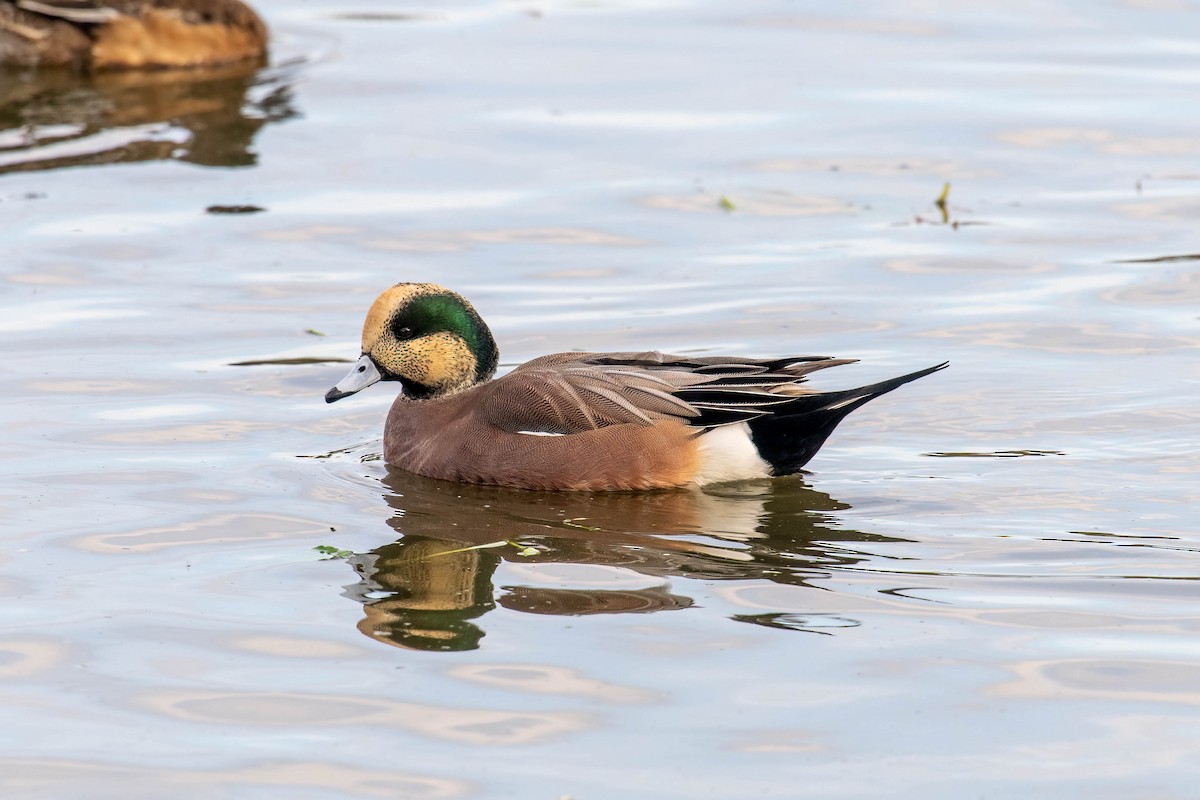 American Wigeon - ML646412756