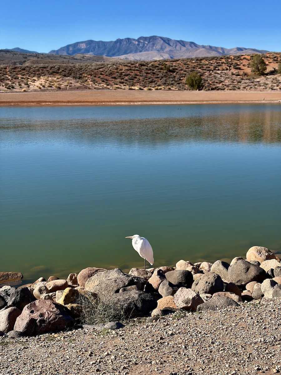 Great Egret - ML646412757