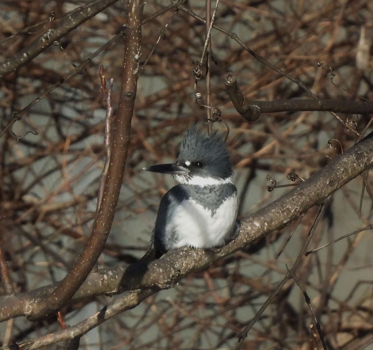 Belted Kingfisher - ML646412758