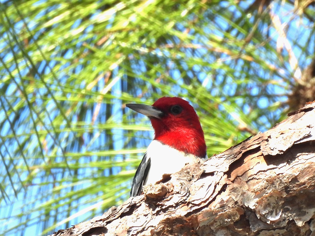 datel červenohlavý - ML646412760