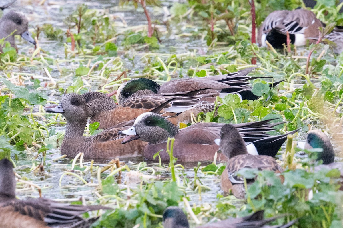 American Wigeon - ML646412762