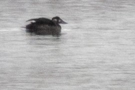 Surf Scoter - ML646412763