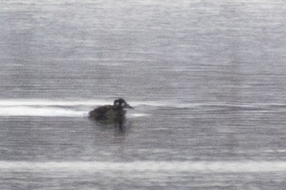 Surf Scoter - ML646412764