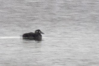 Surf Scoter - ML646412765