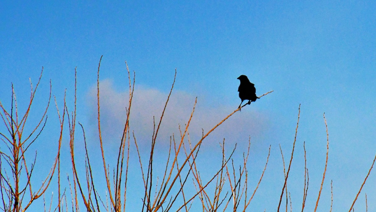 vrána americká - ML646412766