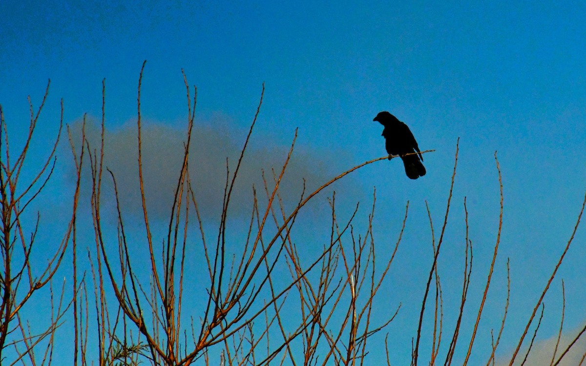 vrána americká - ML646412767