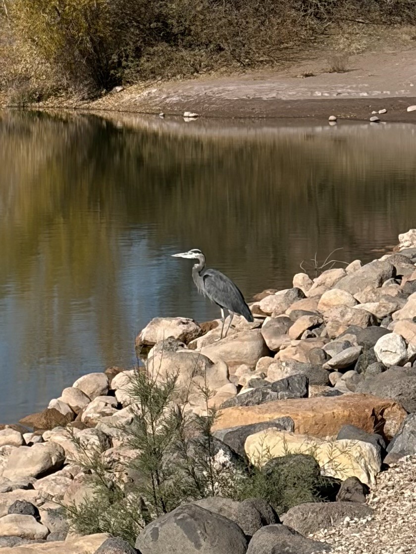 Great Blue Heron - ML646412769