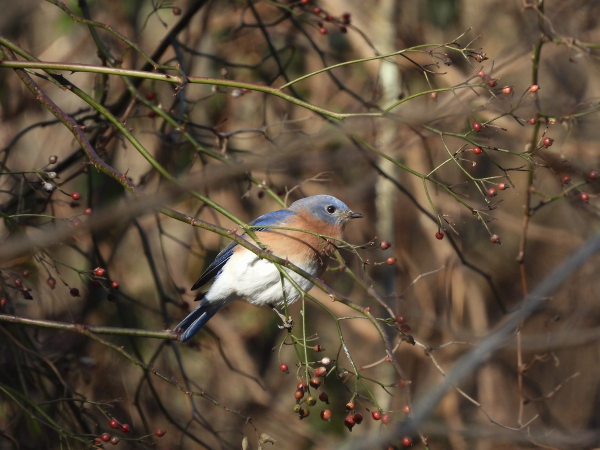 Eastern Bluebird - ML646412770