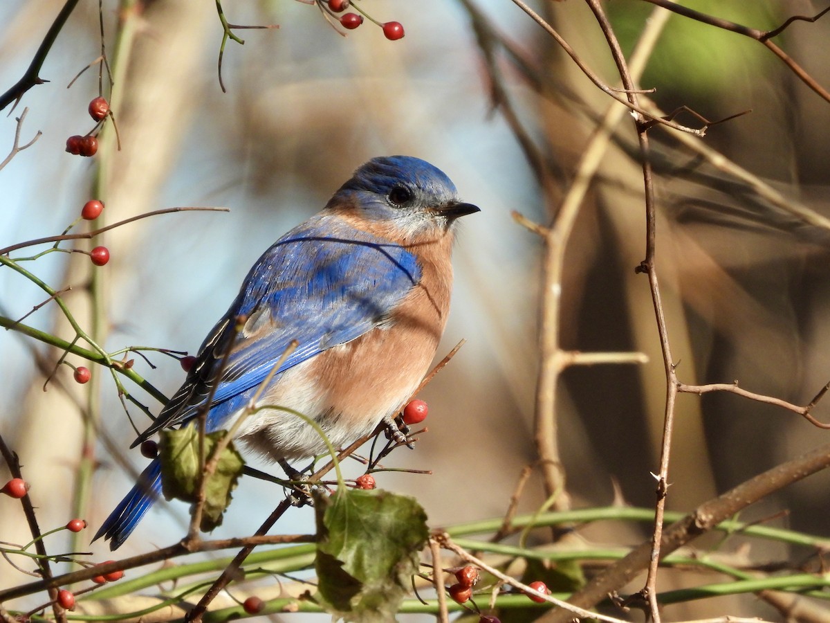 Eastern Bluebird - ML646412771