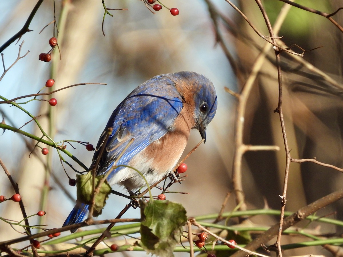 Eastern Bluebird - ML646412772