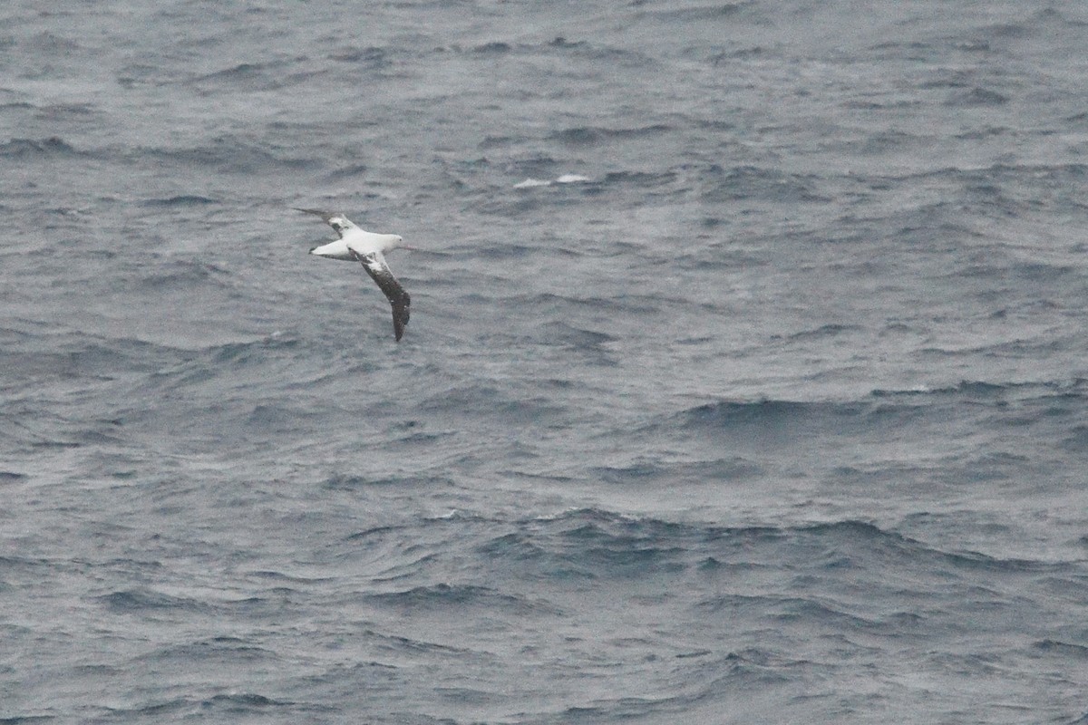 Snowy/Tristan Albatross - ML646412774