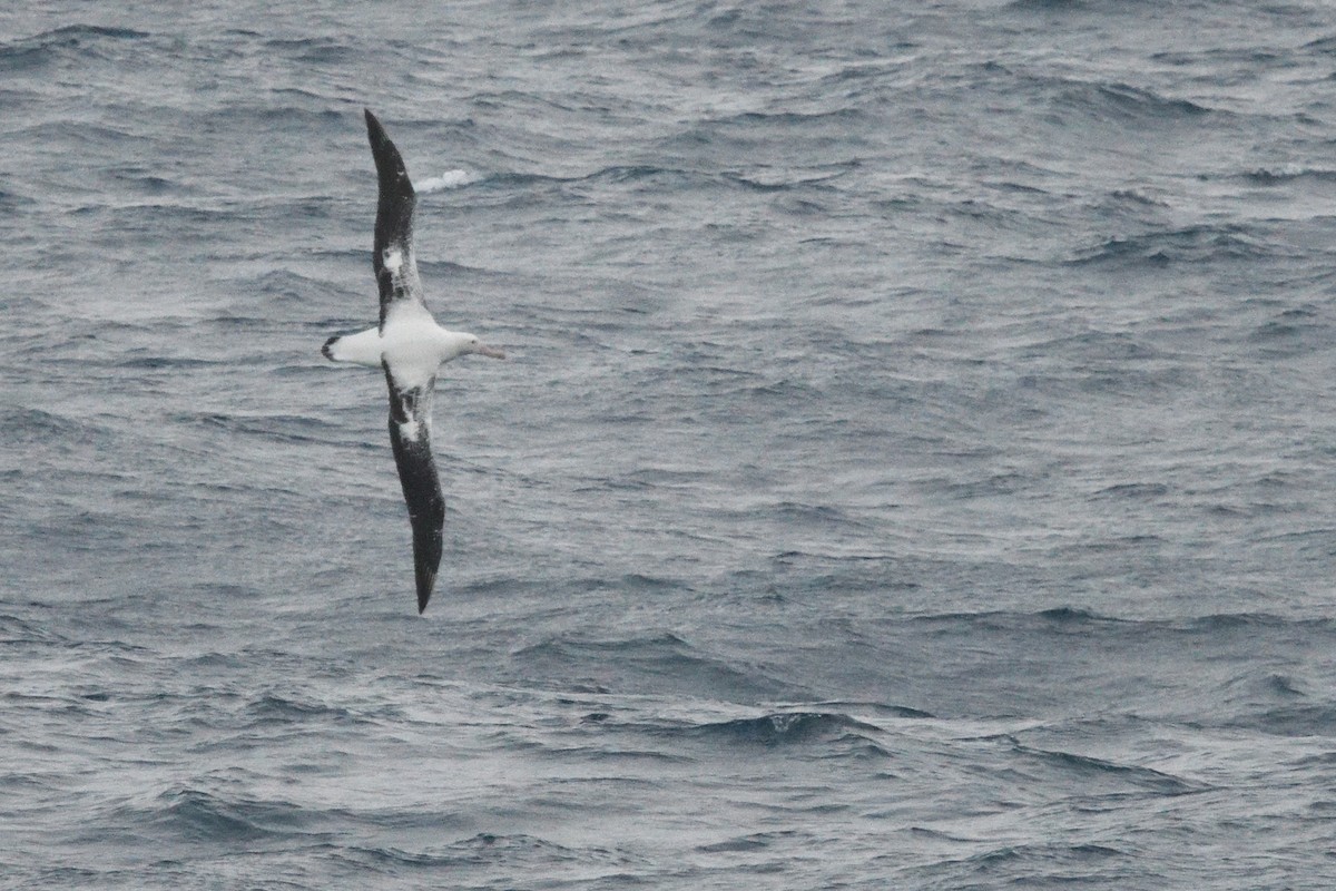 Snowy/Tristan Albatross - ML646412775