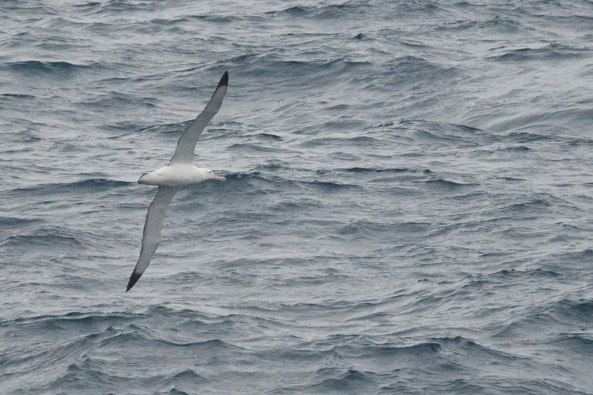 Snowy/Tristan Albatross - ML646412776