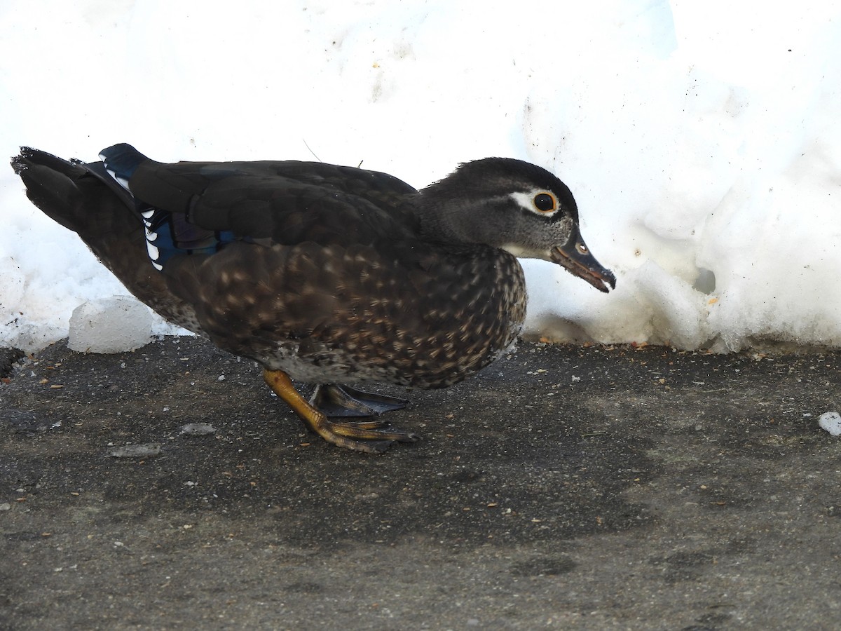 Wood Duck - ML646412777